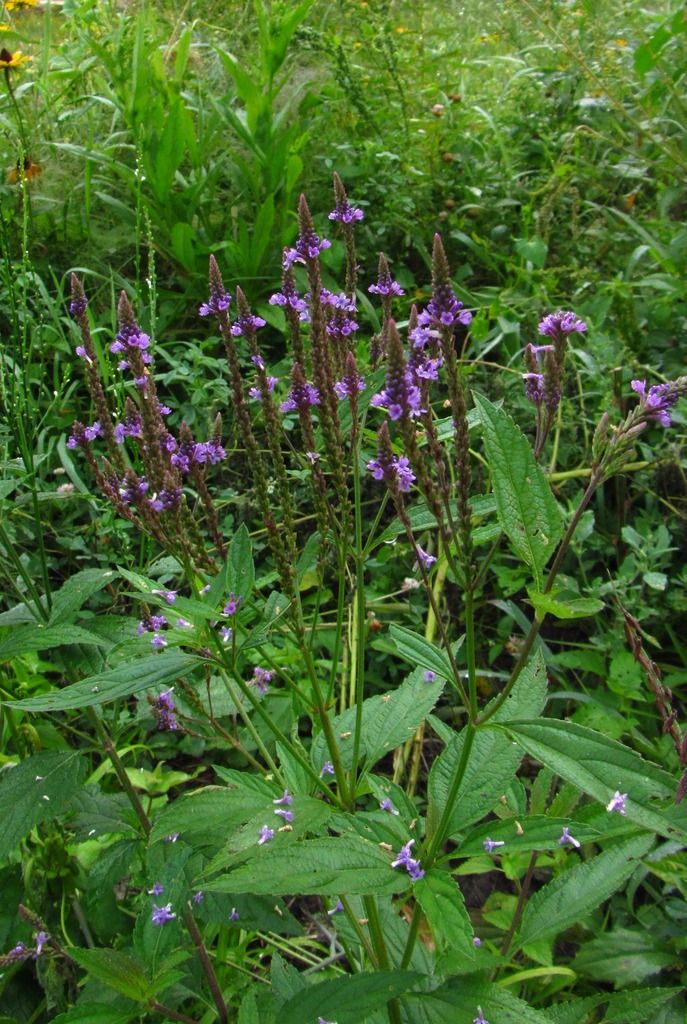 thumbnail image 2 of Little Seed Store 201+ Blue Vervain Seeds - Native Wildflower, Perennial Herb Tea, Drought Tolerant 2 of 6